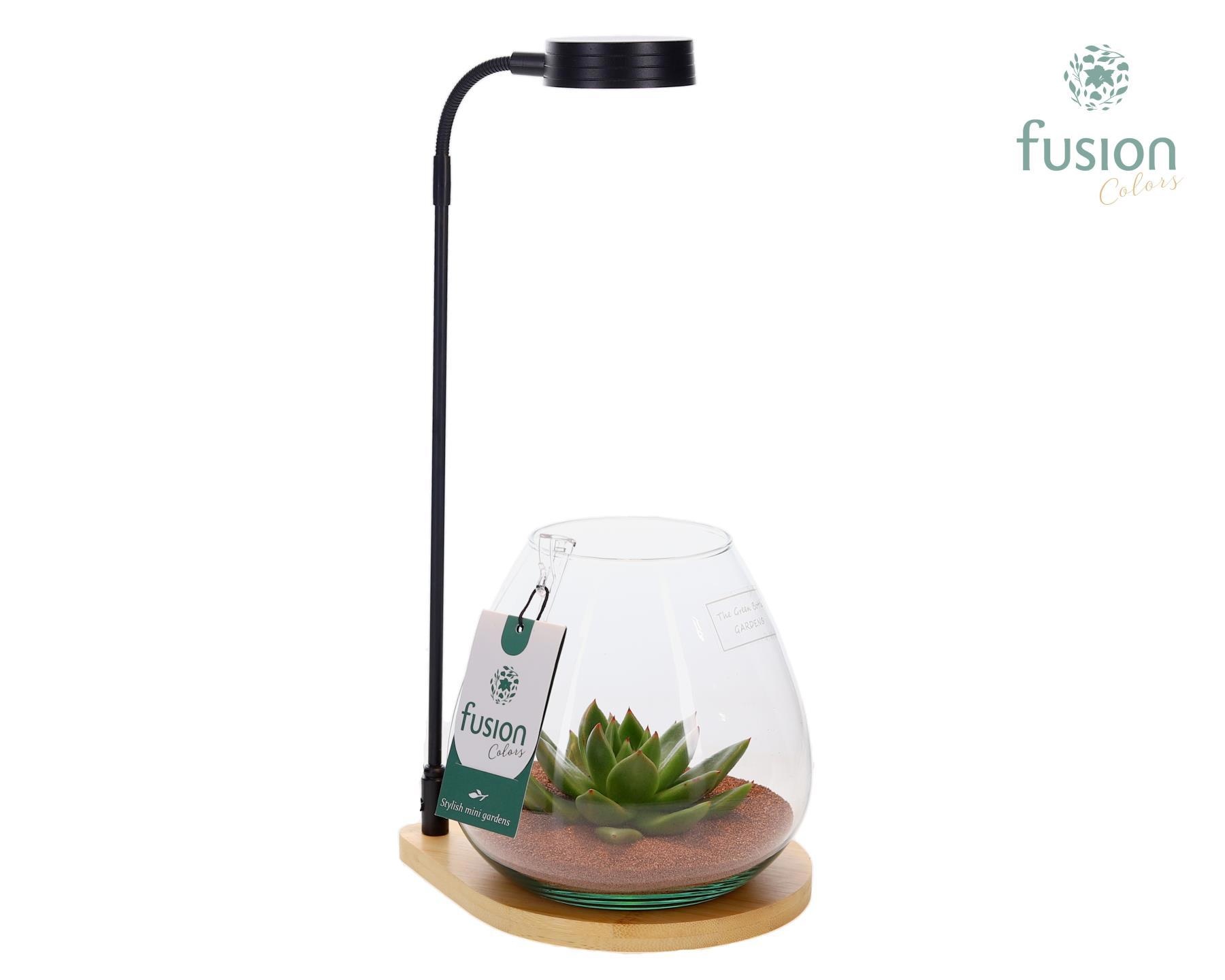 Bamboe plateau met LED licht lamp en vaas en Succulent, D 15