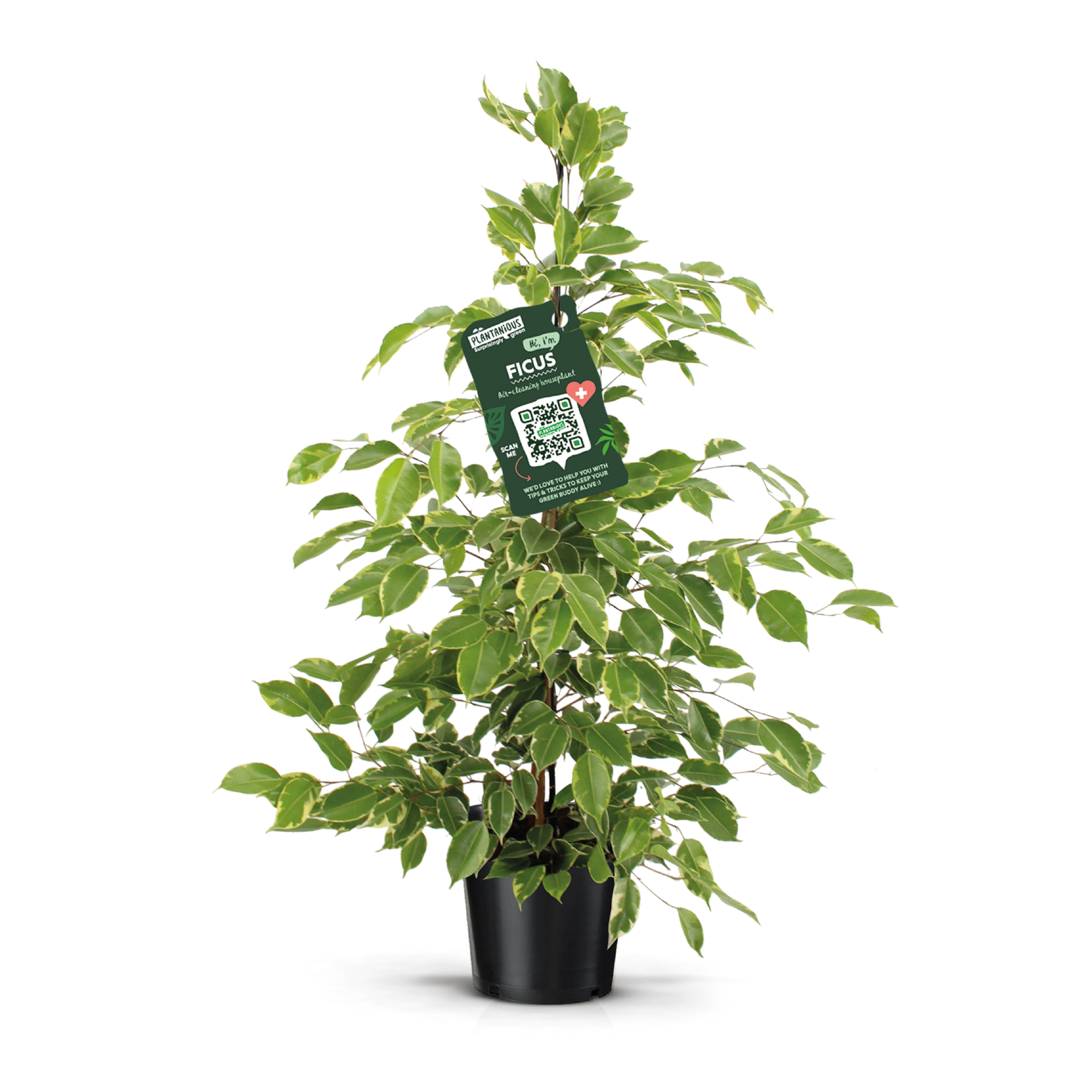 Ficus benjamina goldenKing, D 21