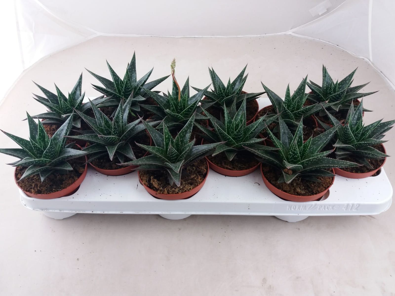 Gasteria Verrucosa, D 10,5