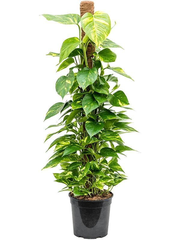 Scindapsus (Epipremnum) 'Aureum', D 24 cm Scindapsus (Epipremnum) 'Aureum', D 24 cm