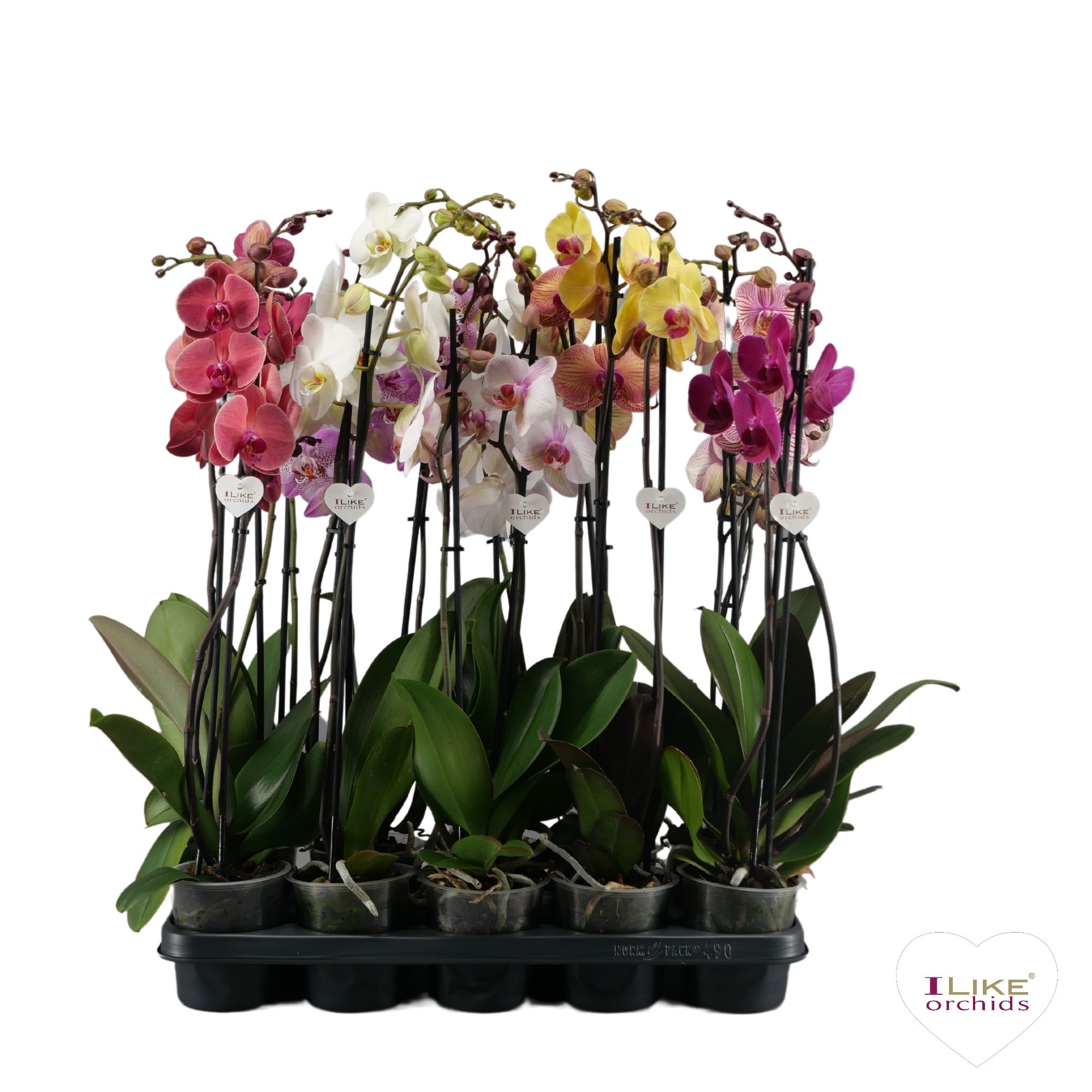 Phalaenopsis mix - 2 tak 70cm, D 12 cm