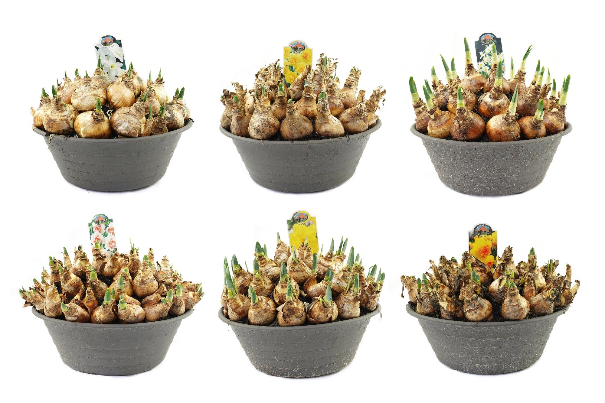 Narcis in 35cm schaal, mix per laag, D 35 cm