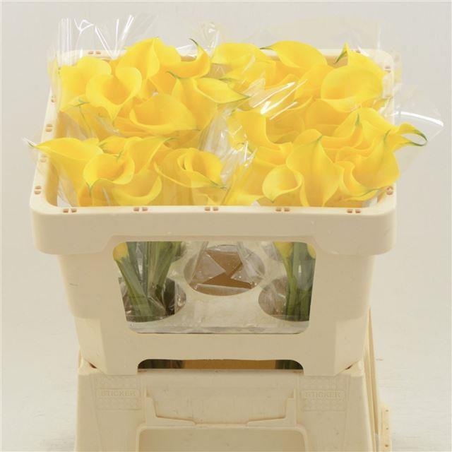 Калла Голд Медал 45, шт.