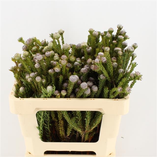 Леукадендрон Линифолиум 50, шт.