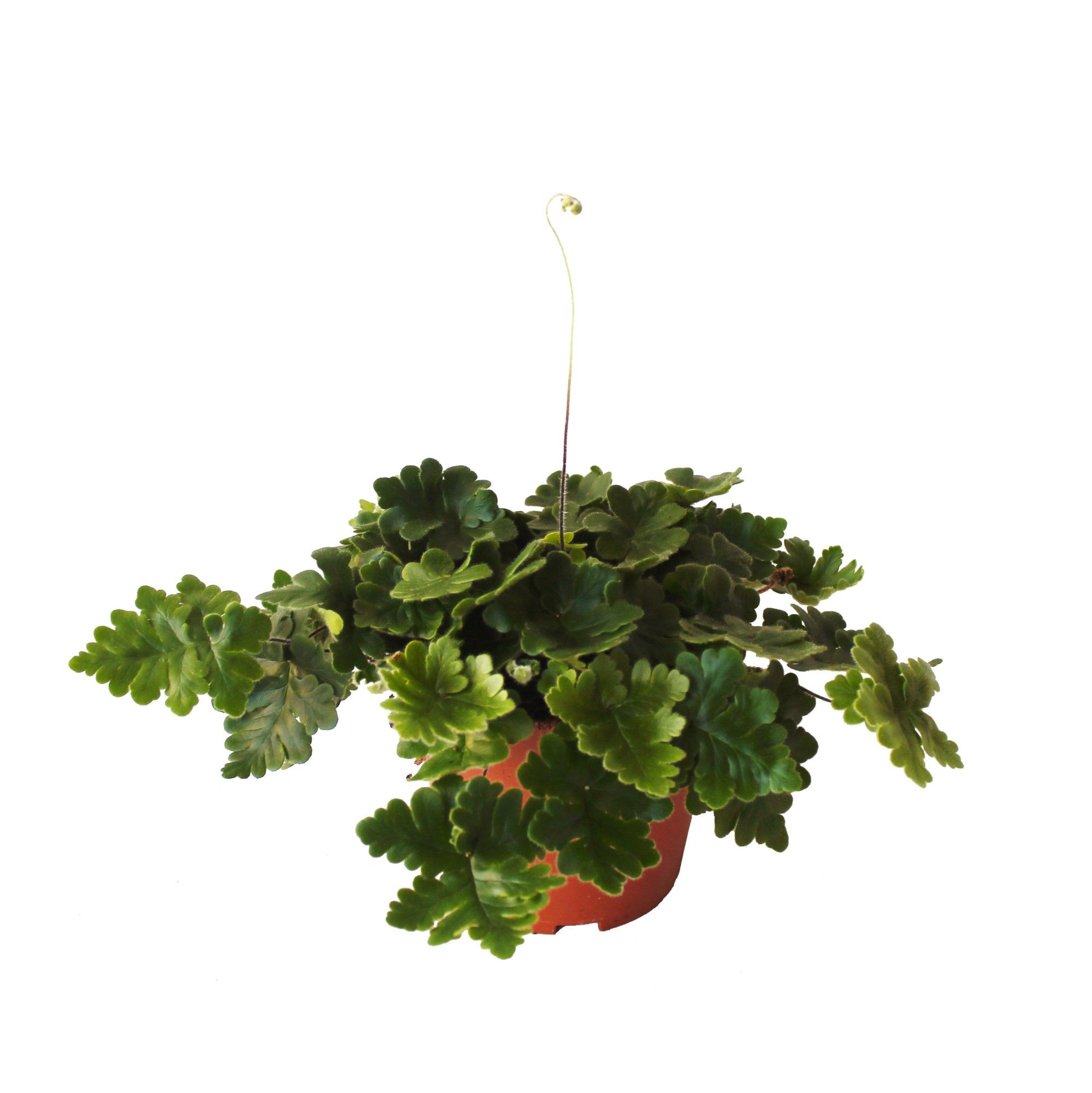 Doryopteris Cordata (Antennevaren), D 12