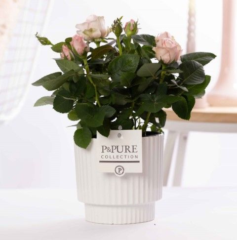 Rosa light pink in P&PURE Ivy ceramics shiny white, D 12