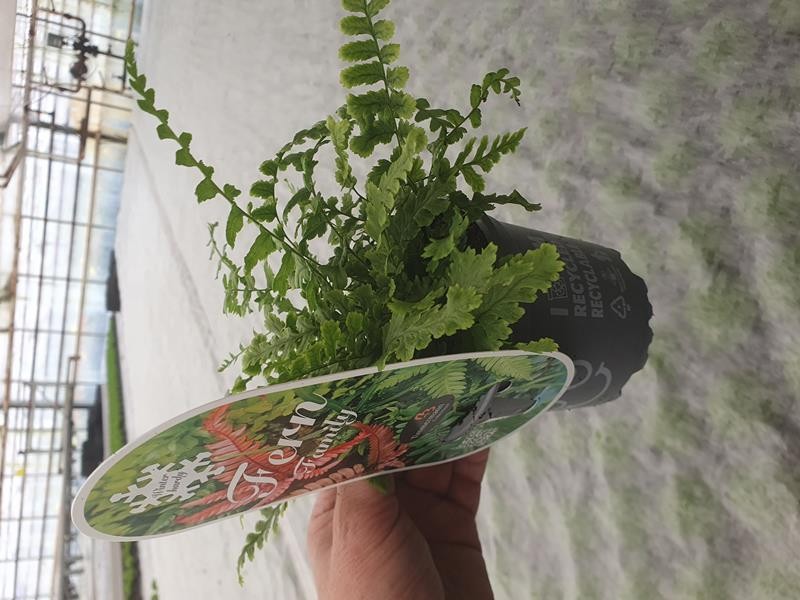 POLYSTICHUM BRAUNII, D 11 cm