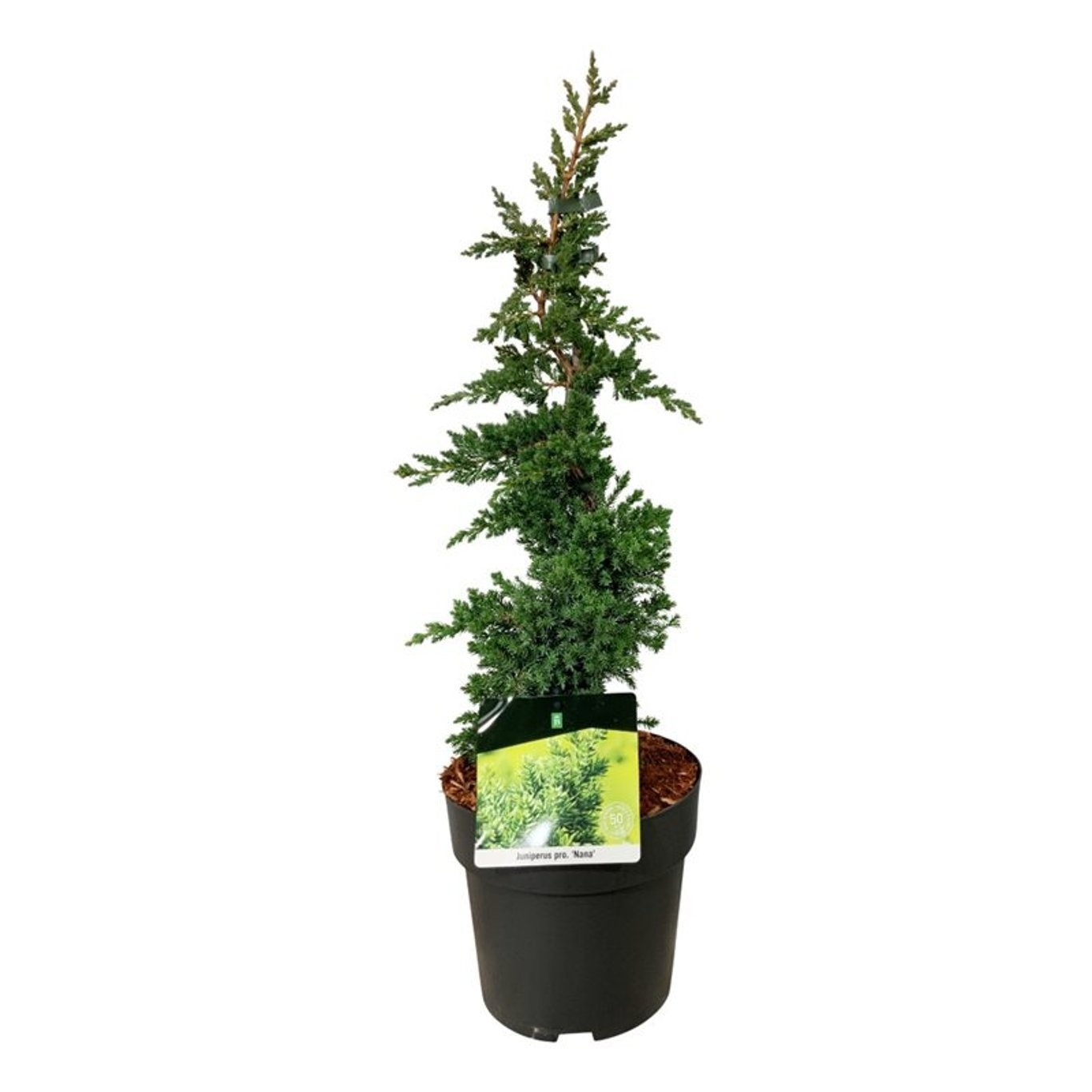 Juniperus proc. 'Nana', D 21