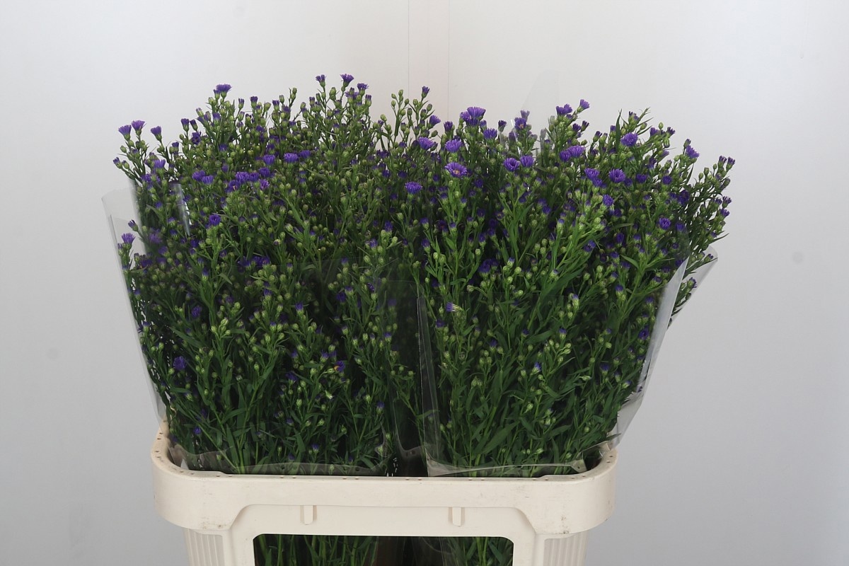 Астер Касамаре 80, шт.