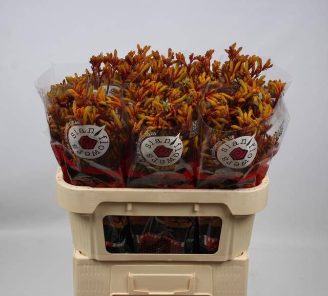 Анигозантус Голд Фивер 70, шт.