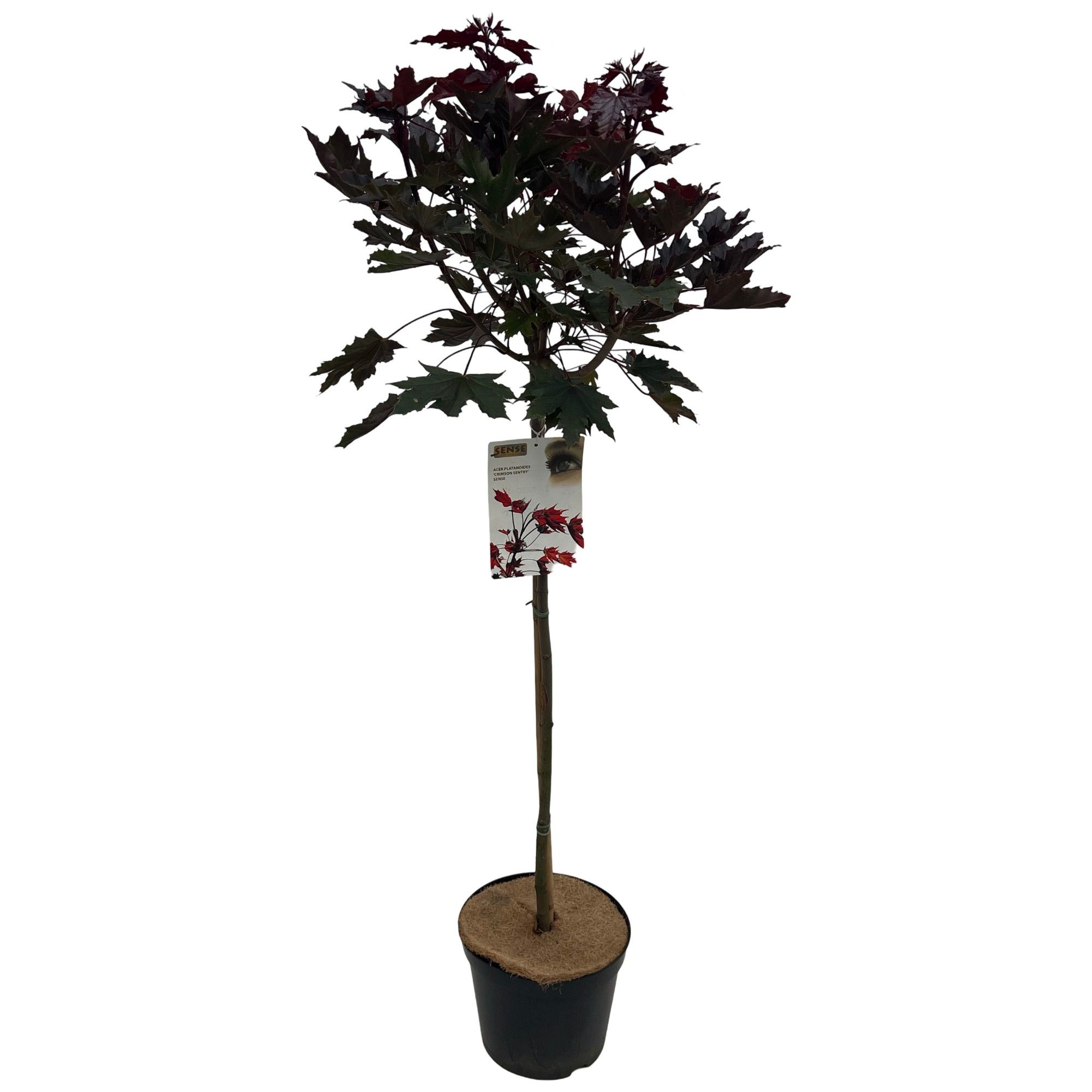 Acer platanoides 'Crimson Sentry' stam 100 cm, D 27 cm