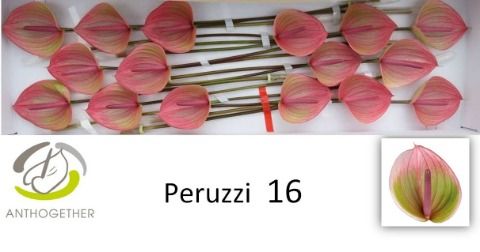 Антуриум Перуччи x16, шт. Антуриум Перуччи x16, шт.