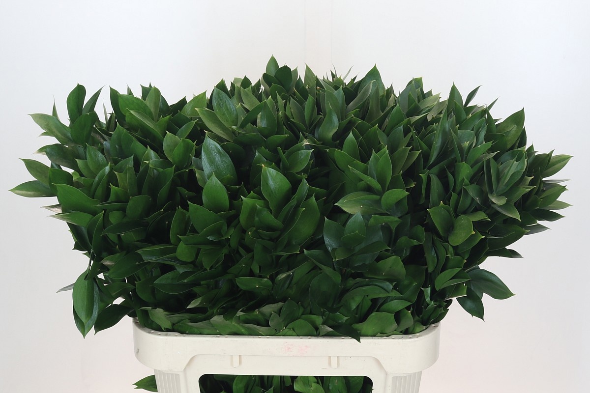 Рускус Израильский 80, шт.