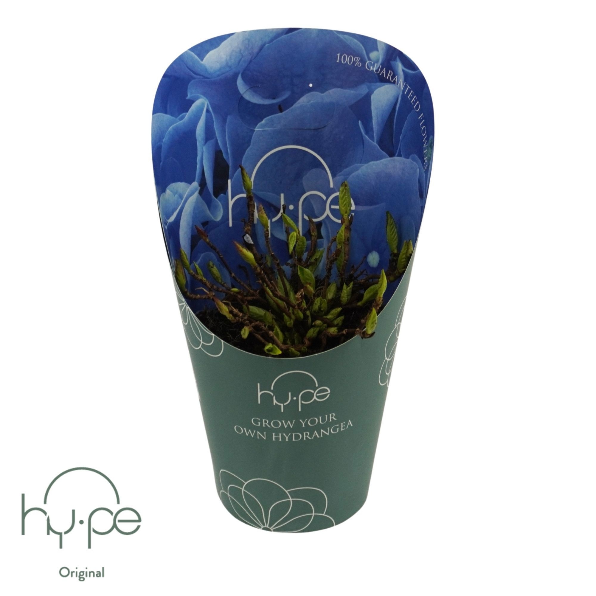 Grow Your Own Mophead Blue 7+ | Hy-pe Original, D 14
