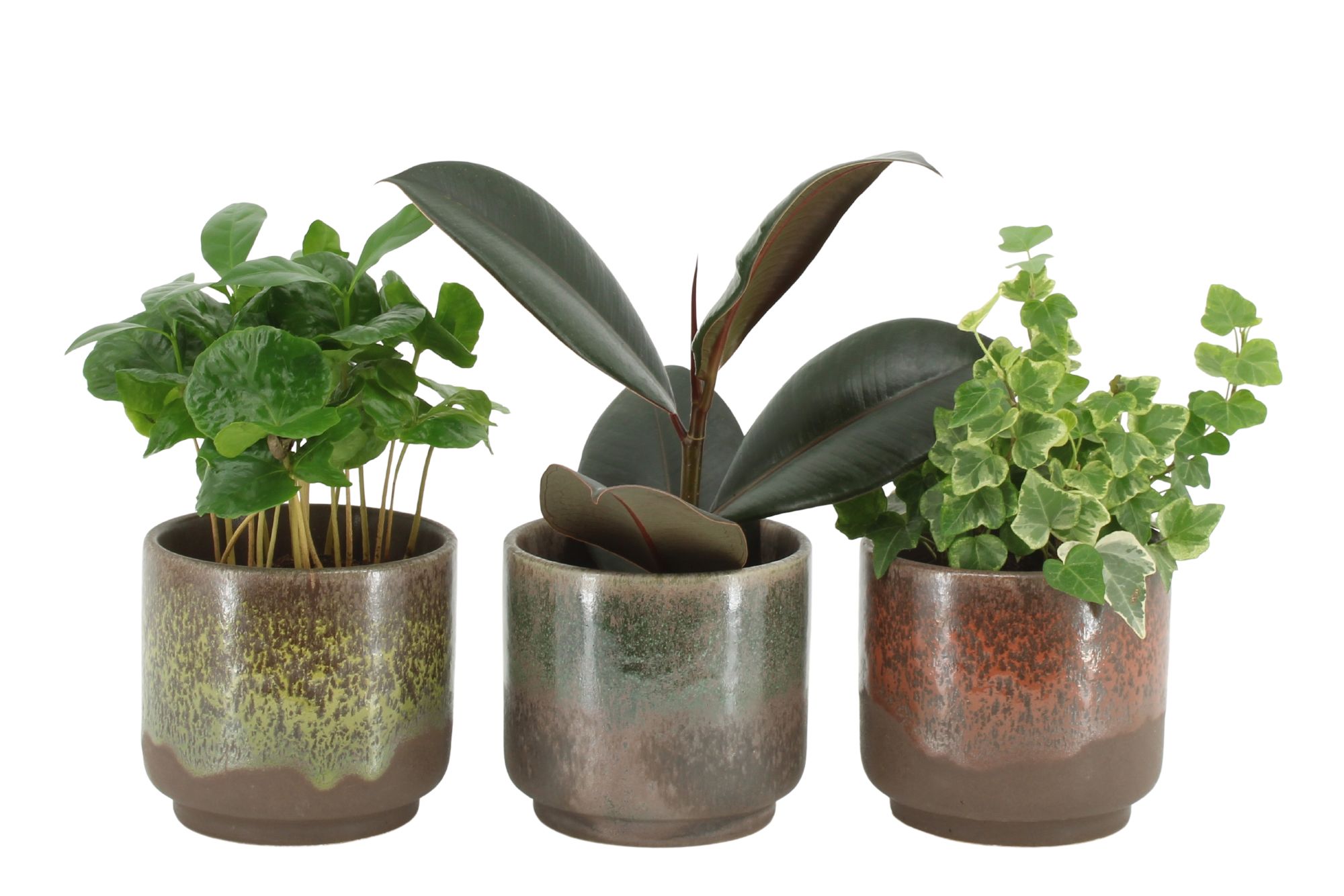 55008: Solutionss Plants, D 8,5