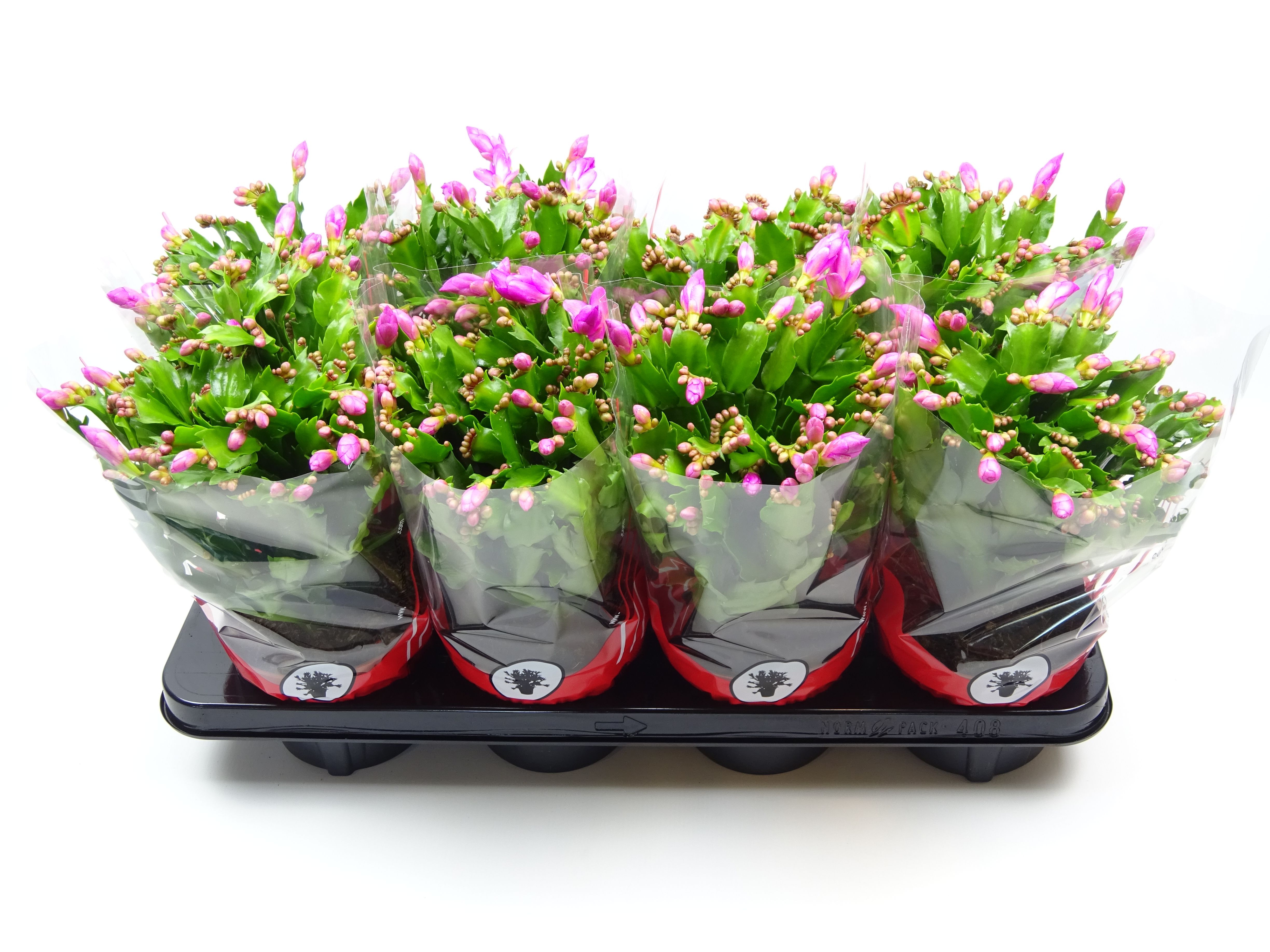 Schlumbergera 13 cm paars, D 13