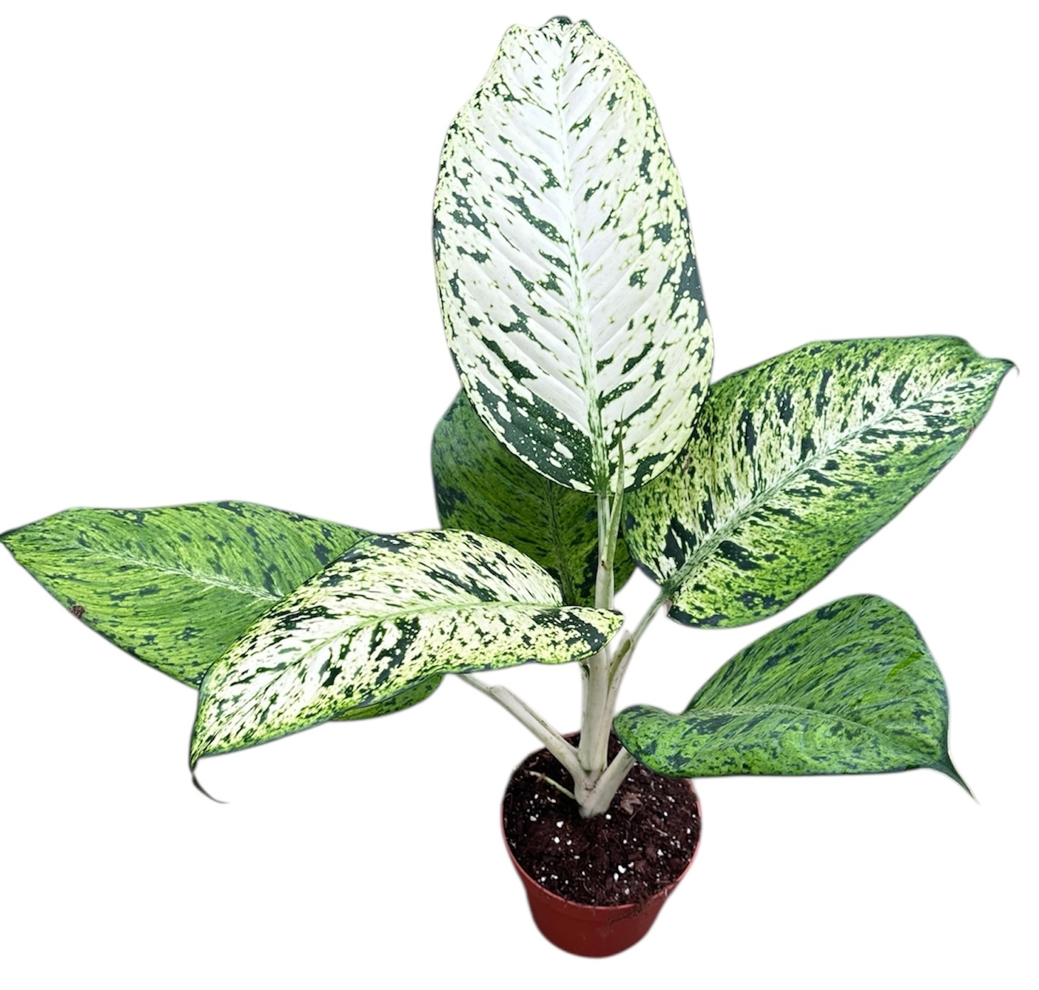 Dieffenbachia Snowflake, D 17