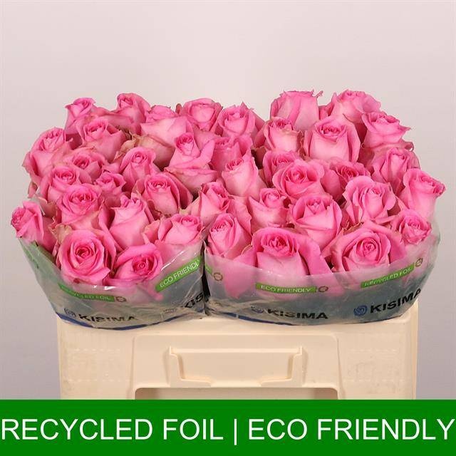 Роза од. Ривайвел 50, шт.