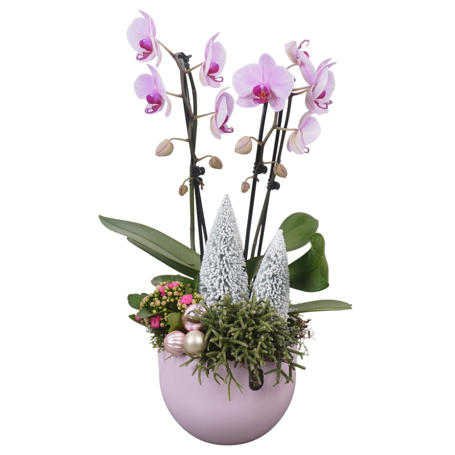 PTCHP8424 Arrangement Christmas Pink in keramiek pot, D 19