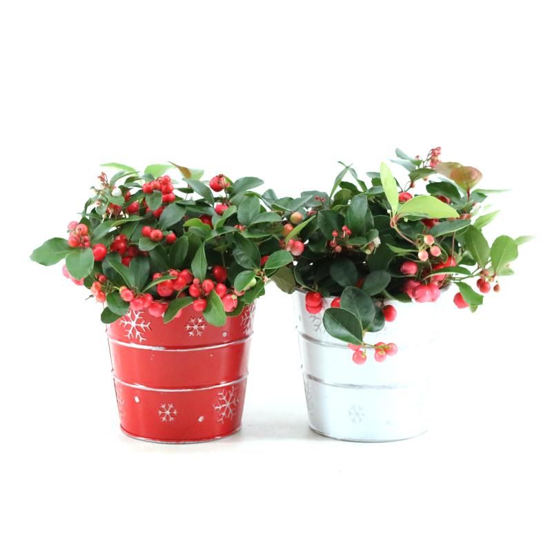 Gaultheria pr. 'Big Berry'® P10 in Zinc X-mas Duo, D 12 cm