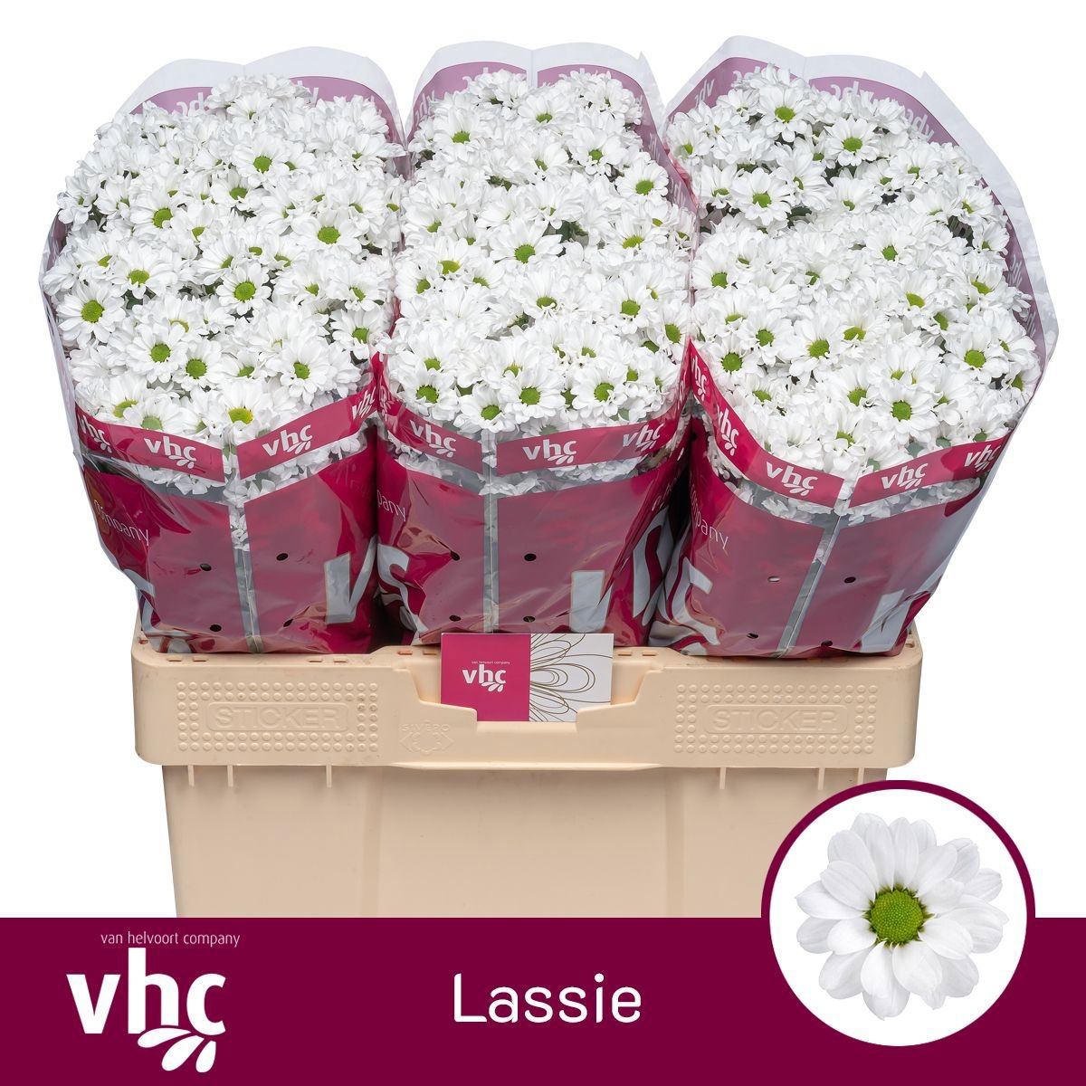 Сантини Ласси (бел.), шт.