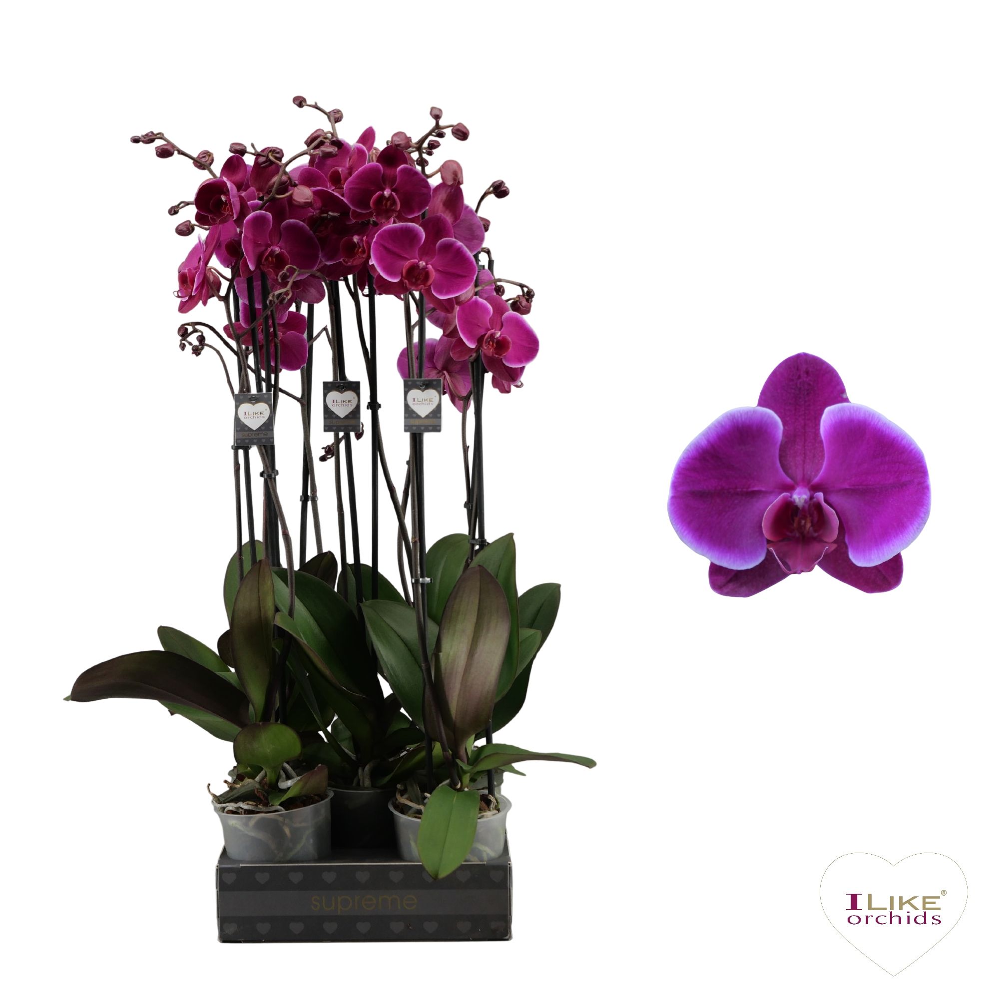 Phalaenopsis Starsailor - 2 tak 80cm, D 12 cm