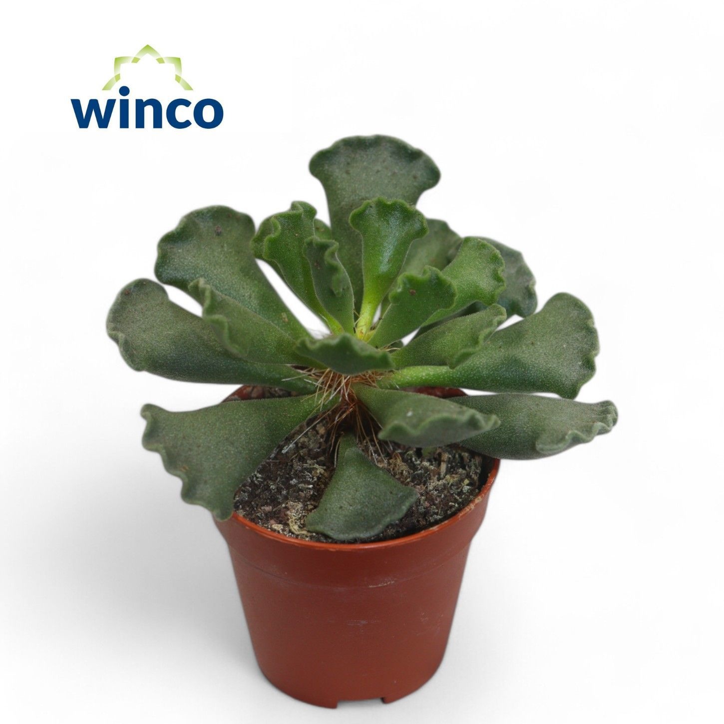 Adromischus Cristatus, D 5,5