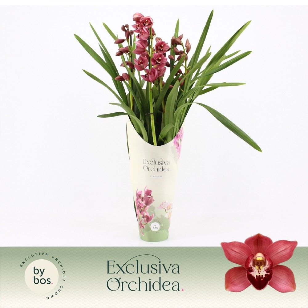 Cymbidium, Jolly Red 5-spike P14 'Exclusiva Orchidea' Potcover, D 14