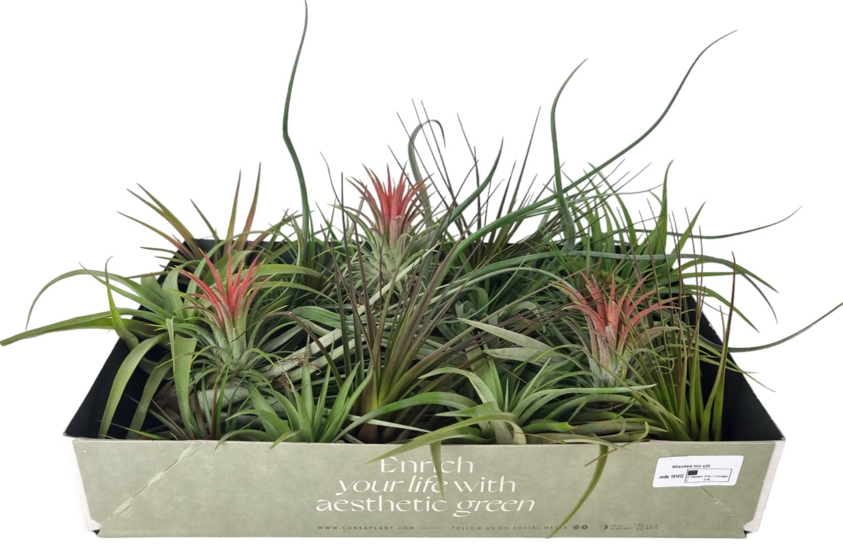 tillandsia mix x40, D 7