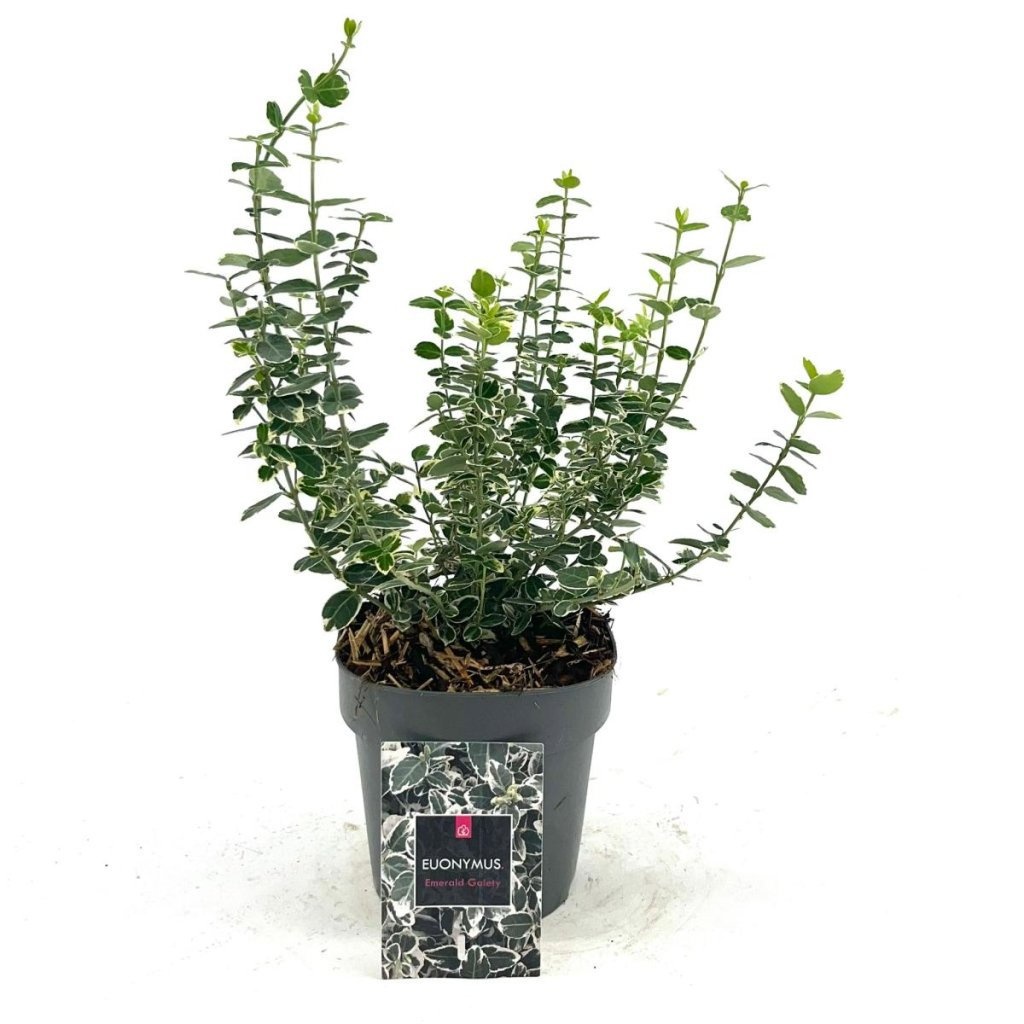 Euonymus fort. 'Emerald Gaiety', D 15