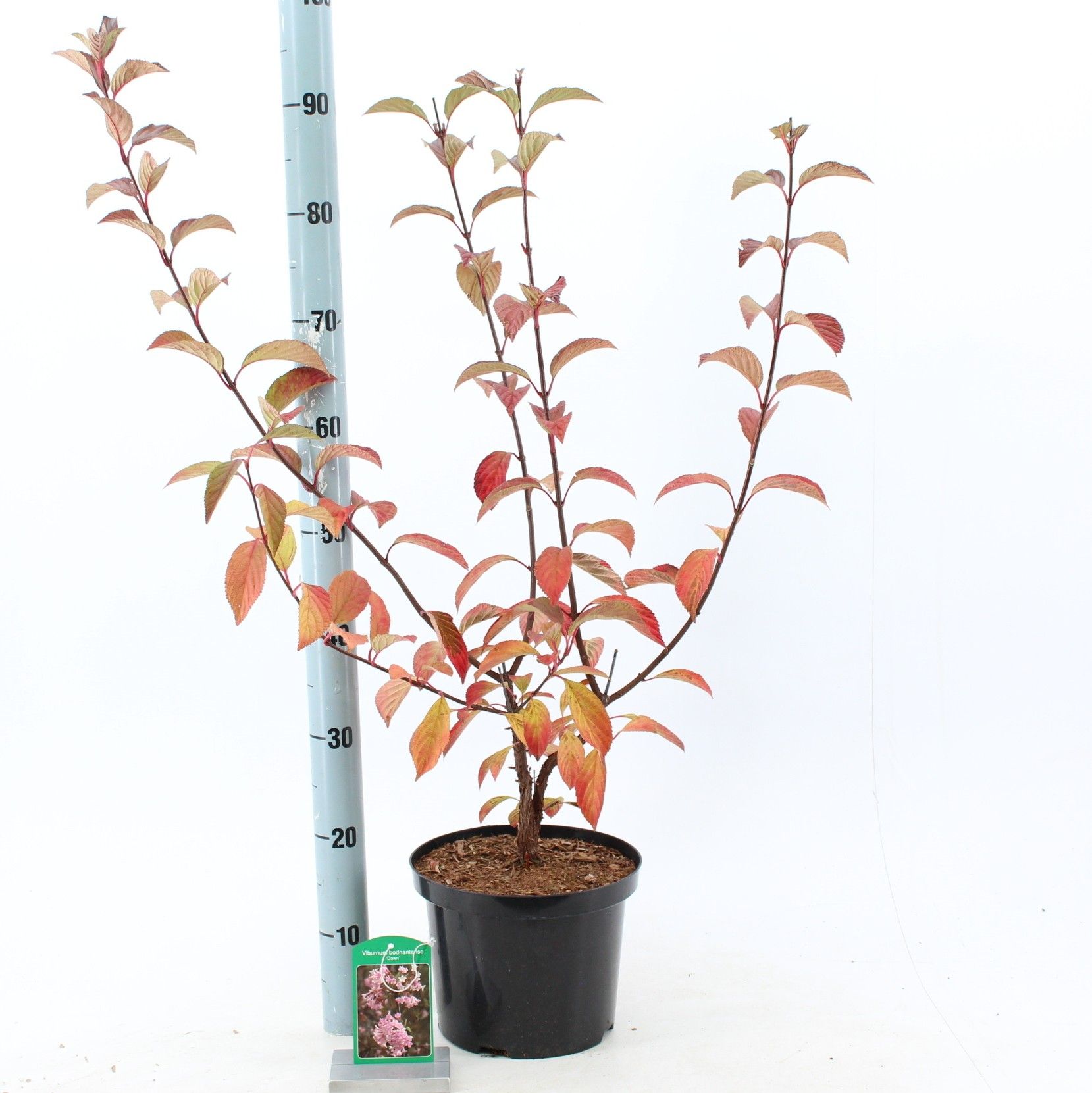 Viburnum bodnantense 'Dawn', D 23