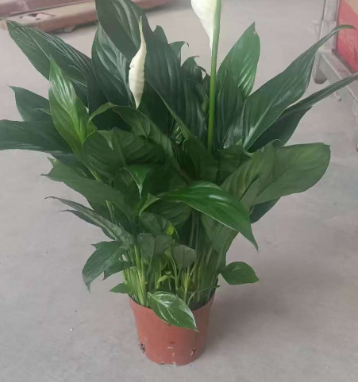 Спатифиллум Фине Вине Грейд А 12 48