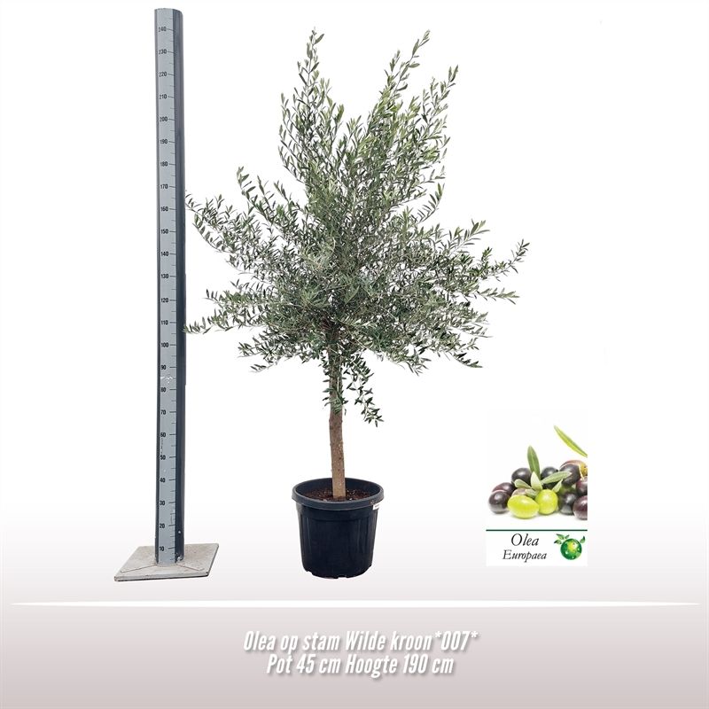 Olea *007* op stam 20-30, D 40