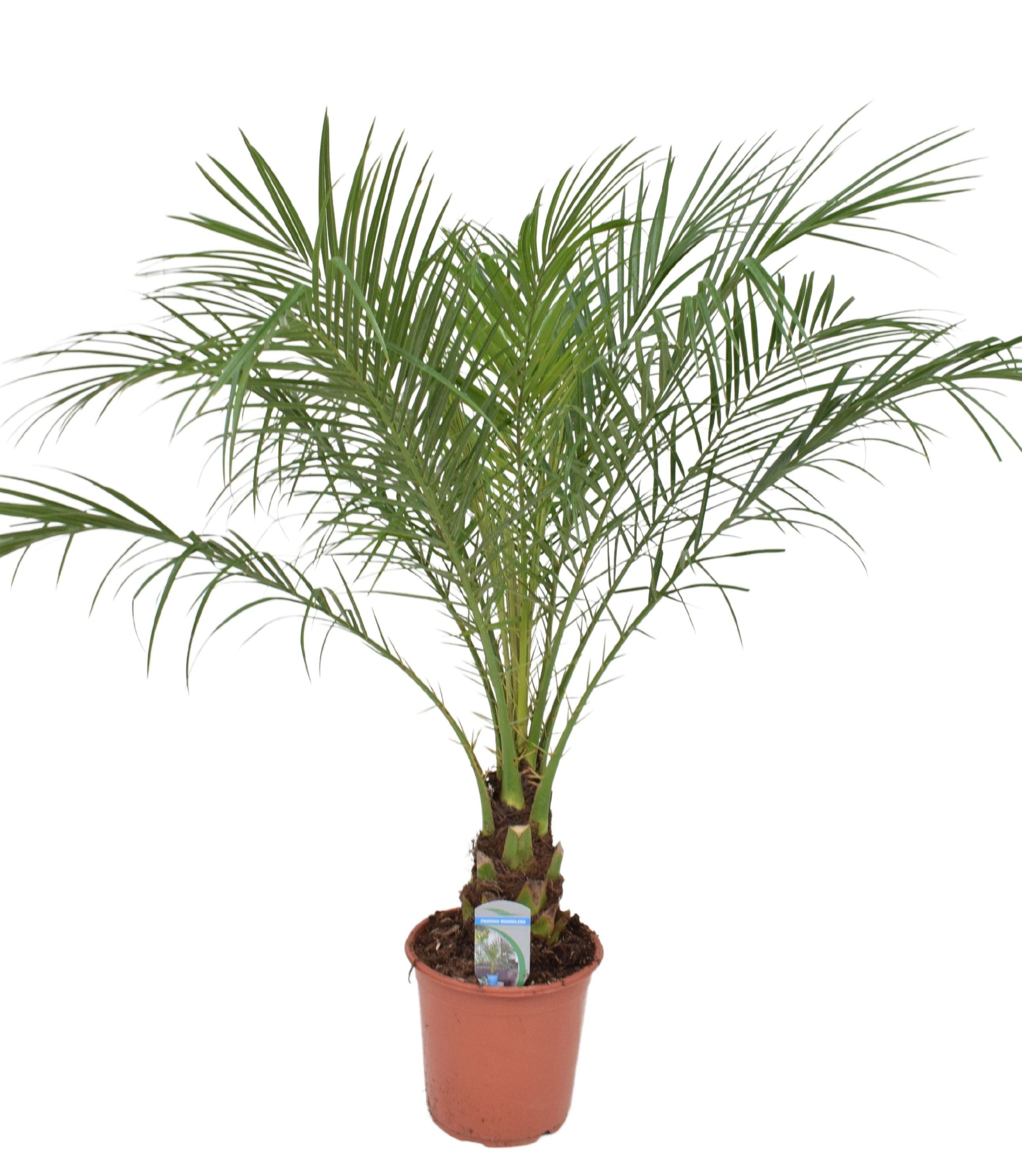 Phoenix roebelenii P21, D 21 cm Phoenix roebelenii P21, D 21 cm