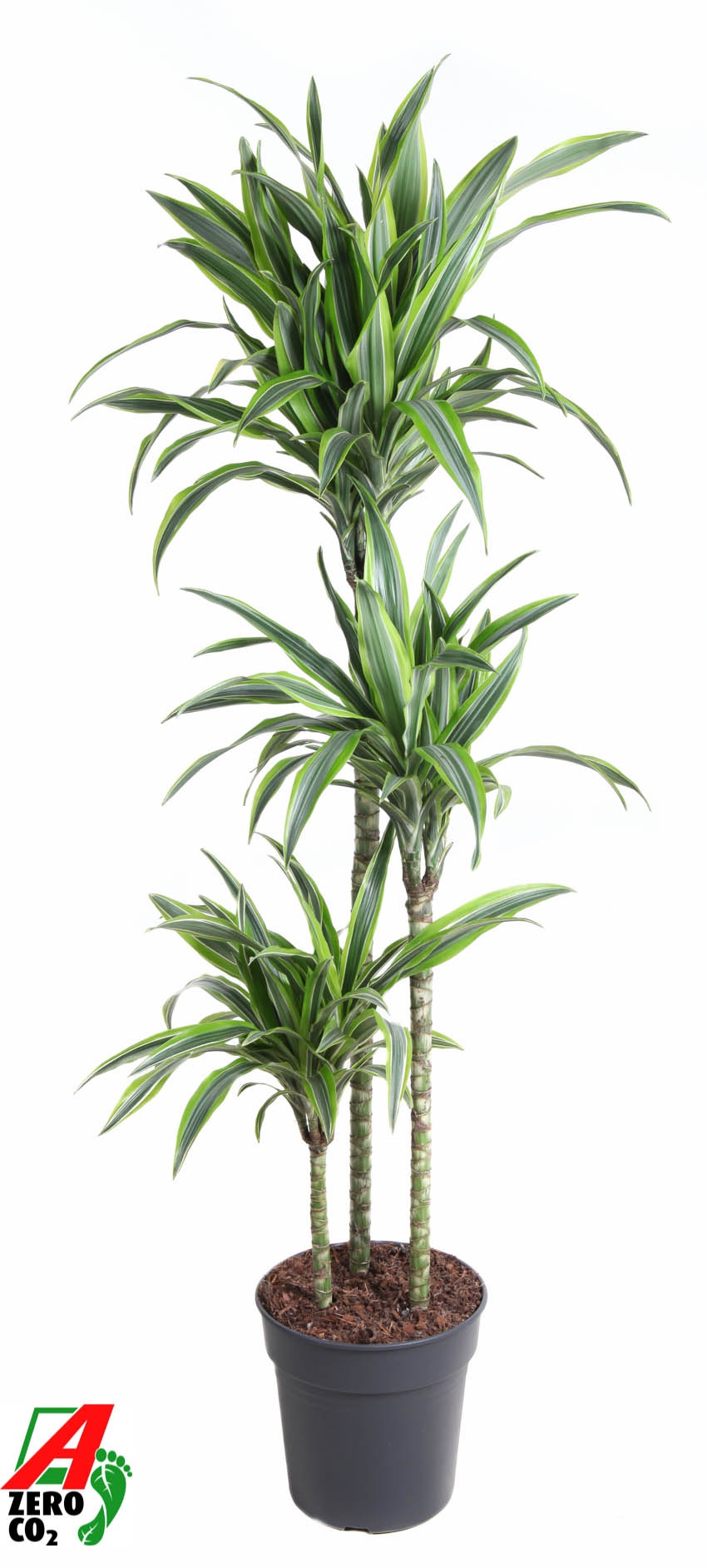 Dracaena Lemon Lime 90-60-30, D 24