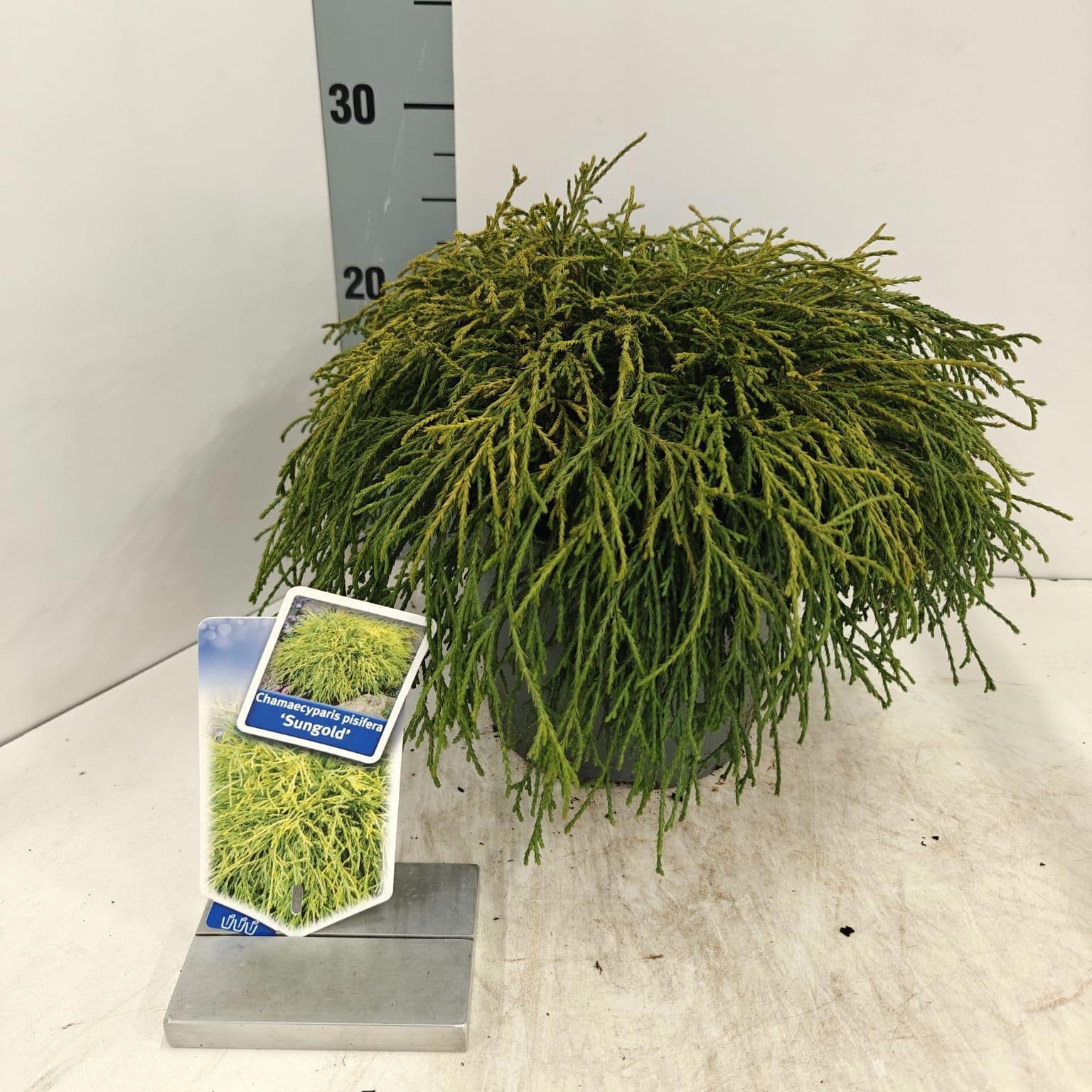 Chamaecyparis p. 'Sungold', D 19