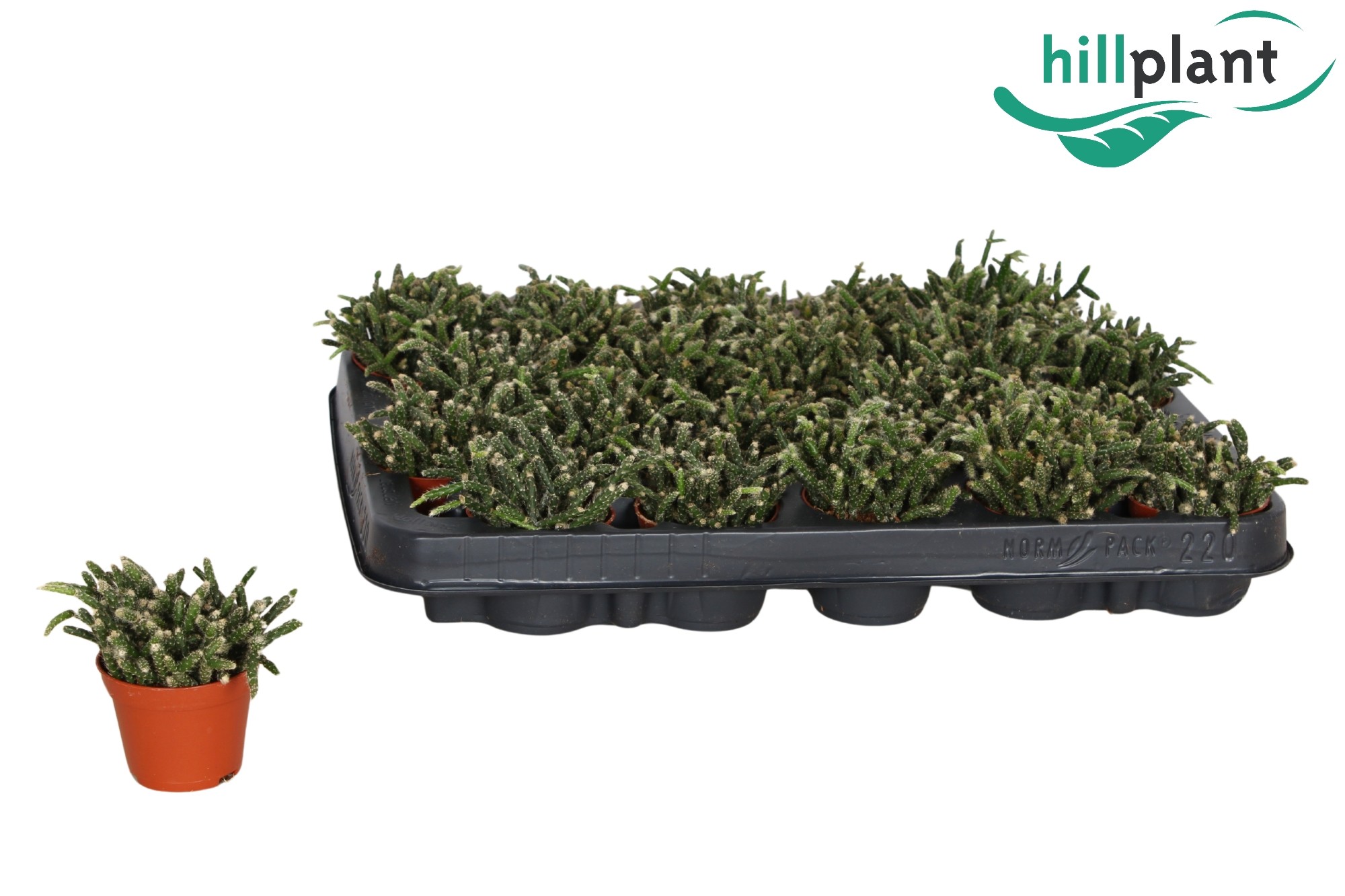 Rhipsalis pilocarpa 6 cm, D 6