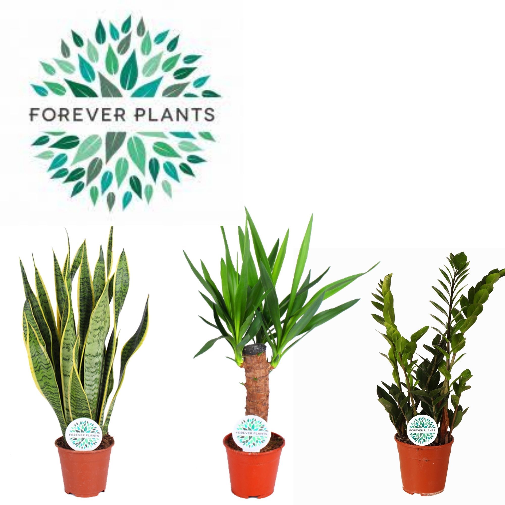 Groen Mix Easy Care p14, D 14