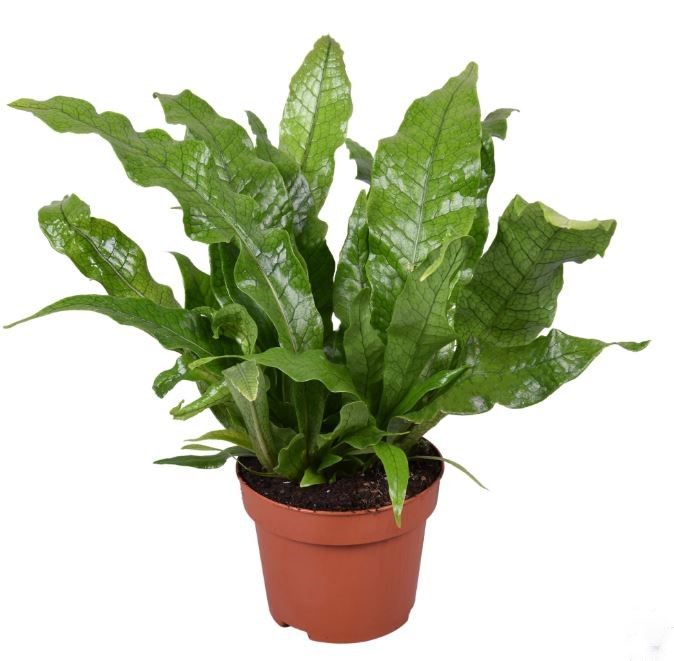 Microsorum Crocodyllus, D 12