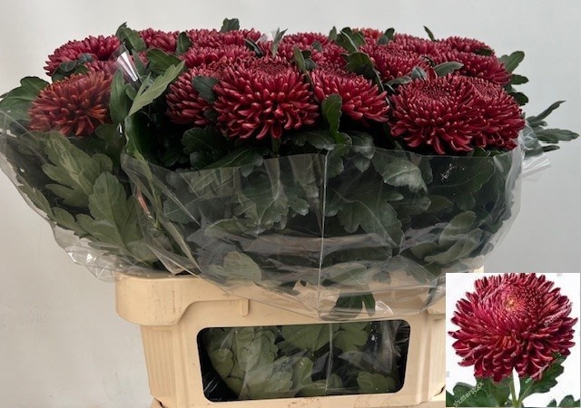 Хризантема од. Бигуди Рэд 80, шт.