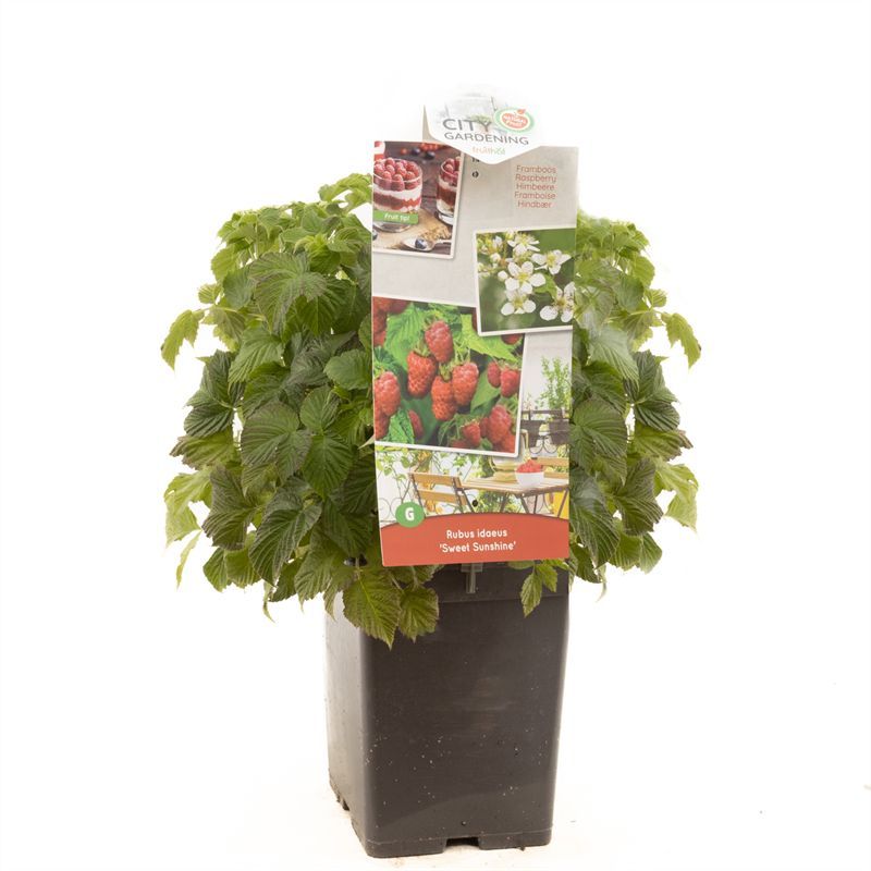 Rubus idaeus Sweet Sunshine Compacte zomerframboos, D 18