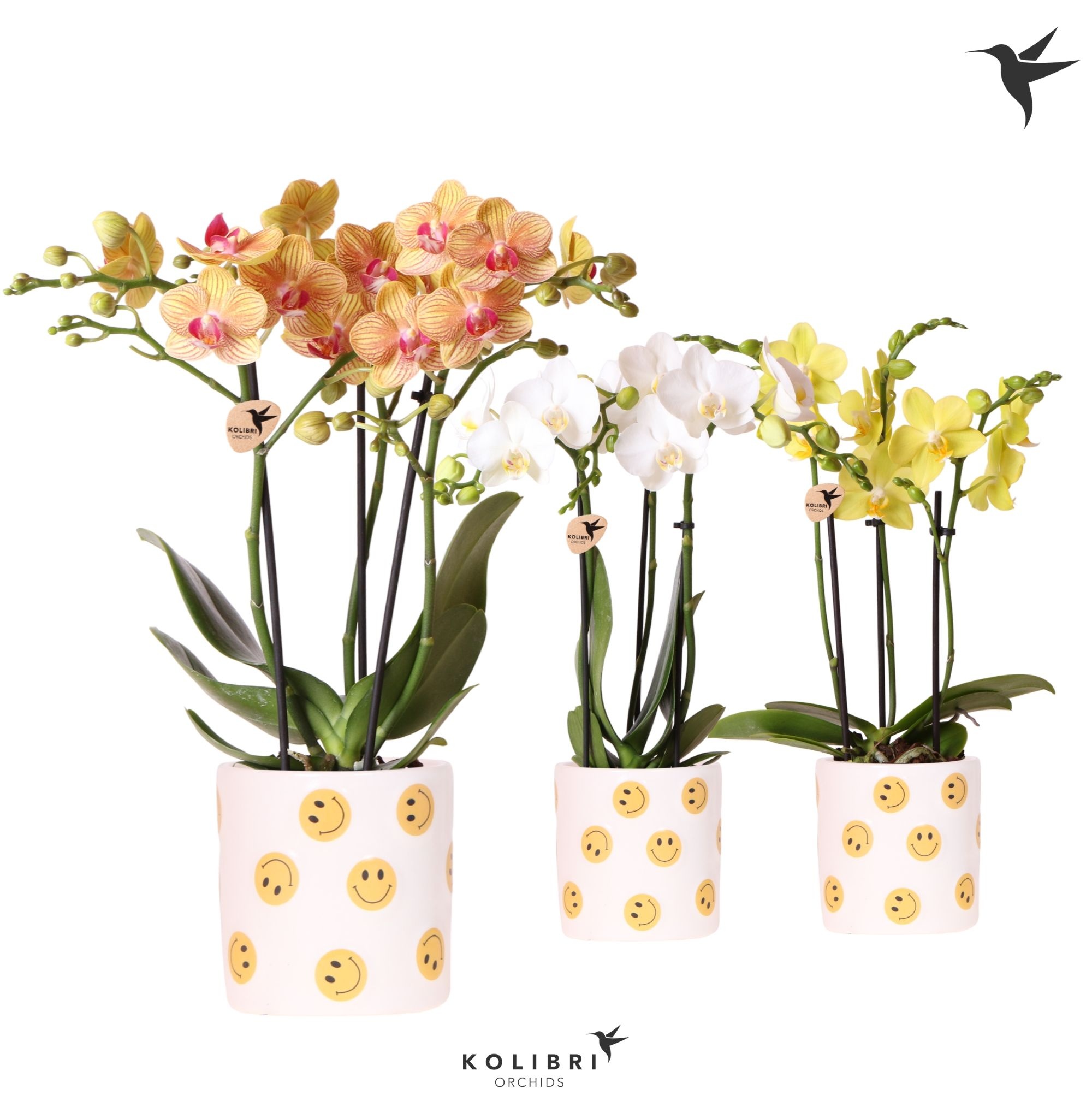 Kolibri Orchids Phalaenopsis mix 3 spike in Smiley pot, D 9