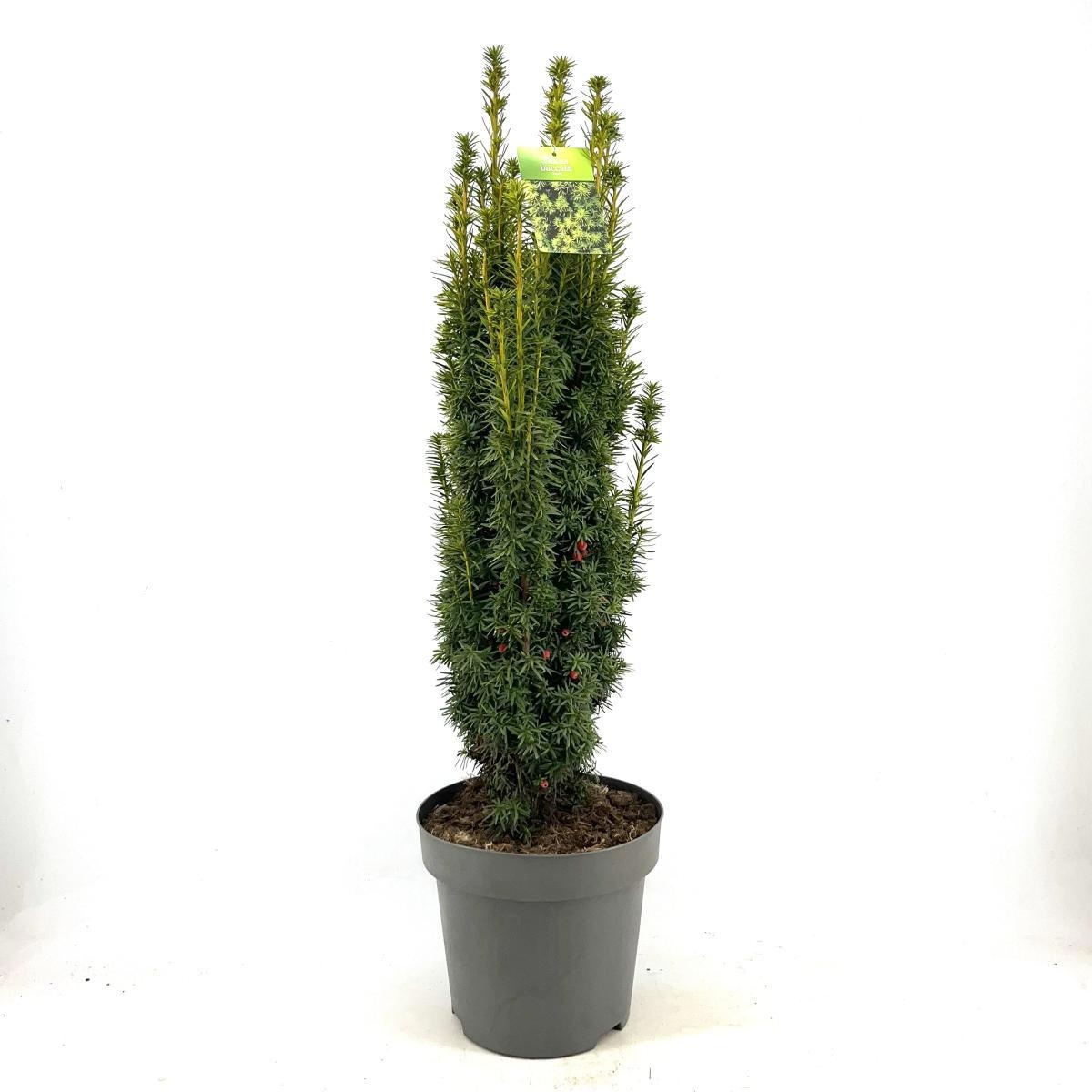 Taxus b. 'David', D 32