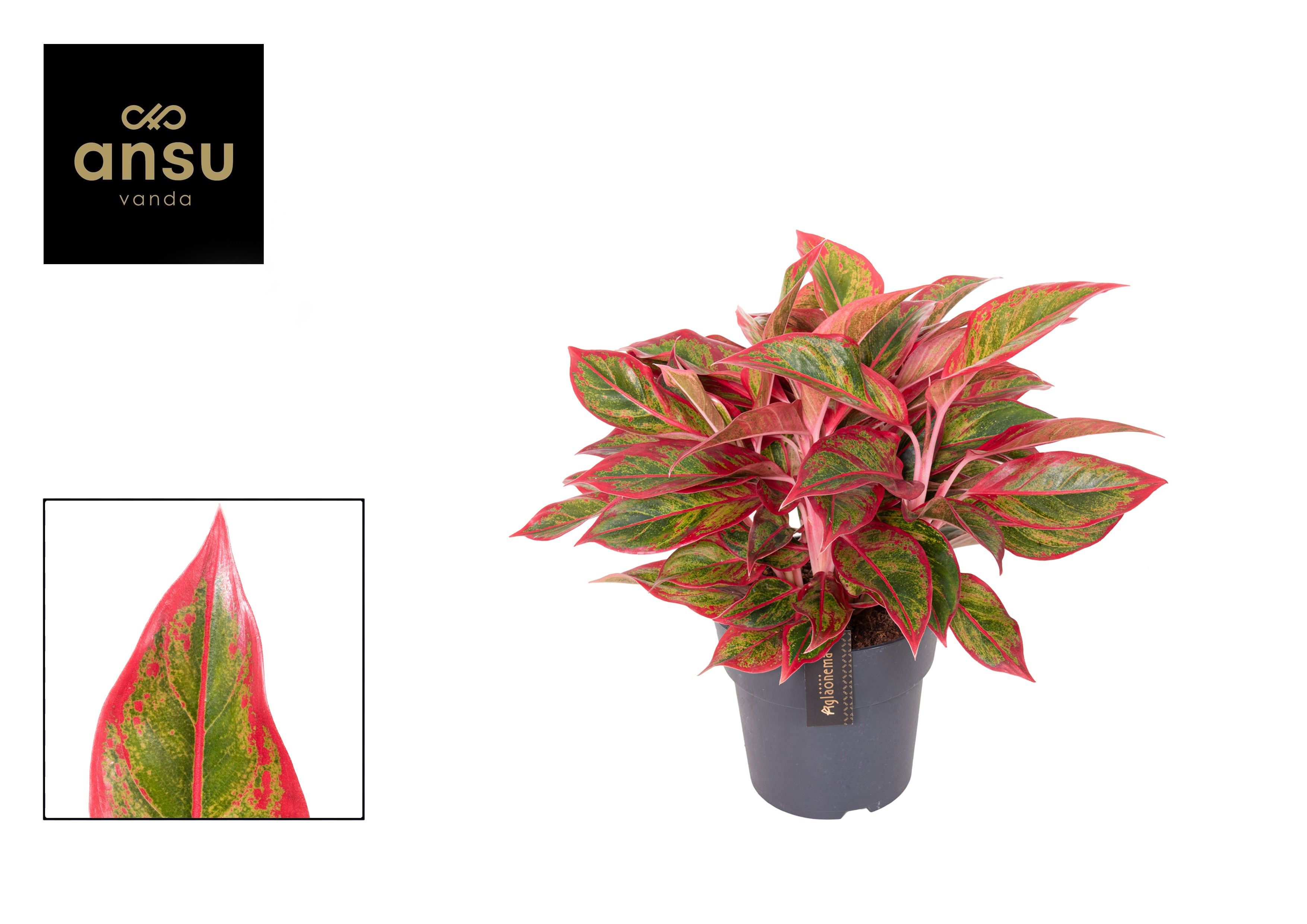 Aglaonema Jungle Lava, D 19