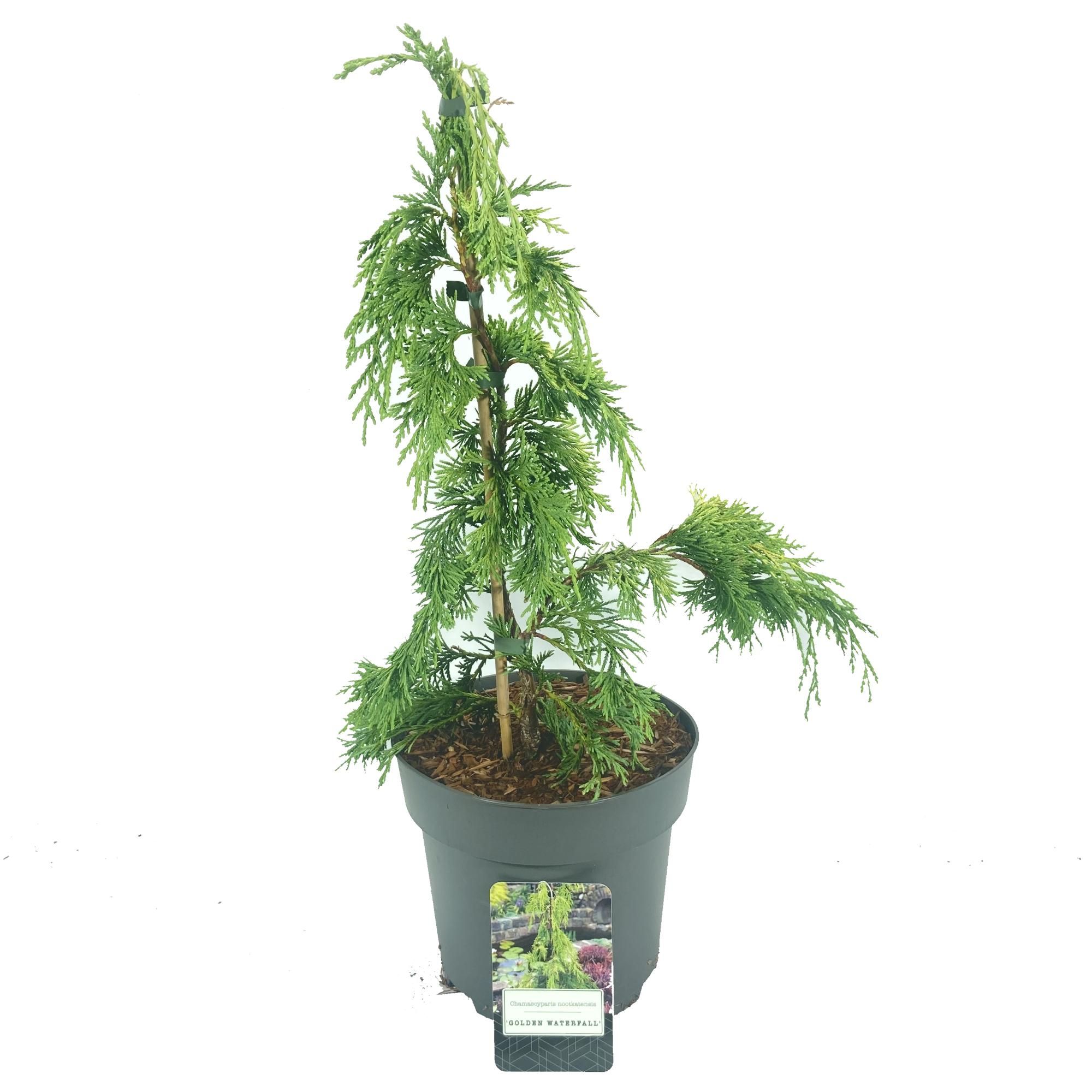 Chamaecyparis nootkatensis 'Golden Waterfall', D 22