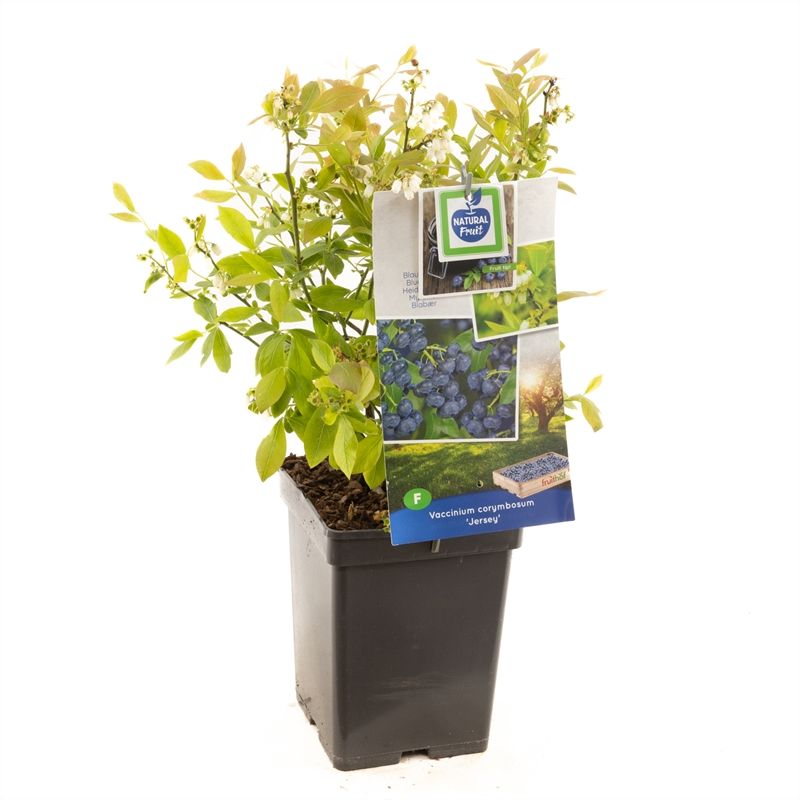 Vaccinium corymbosum Jersey Blauwe bes (pluk september), D 18 cm