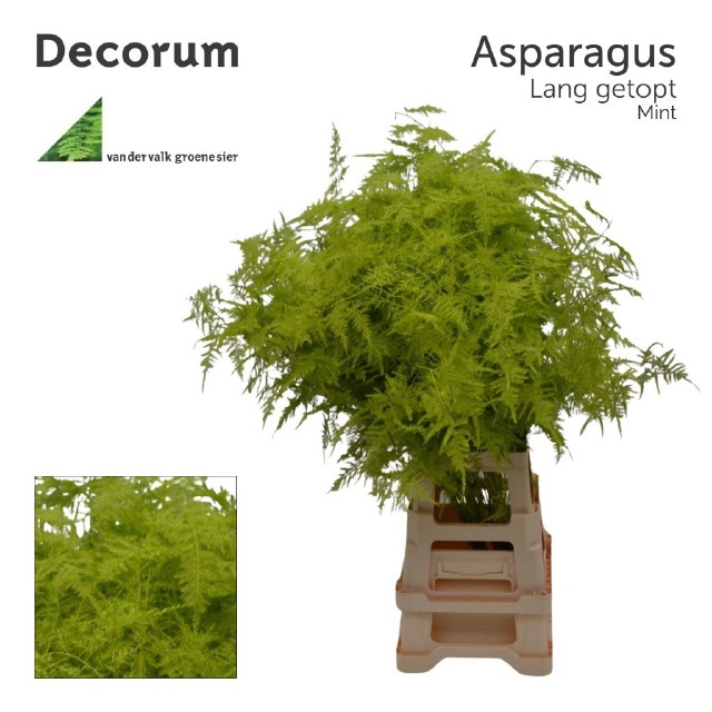 Аспарагус Овериг Крашеный (краш. ) 85, шт.