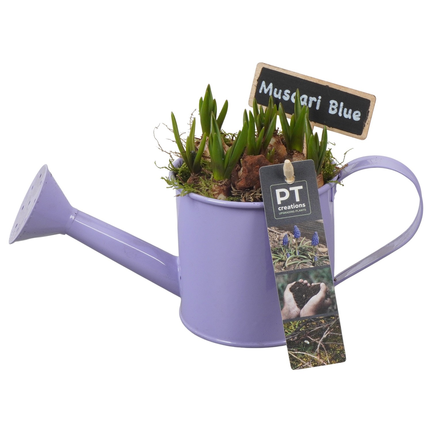 PTMB6127 Arrangement Muscari Blue in zink gieter, D 9