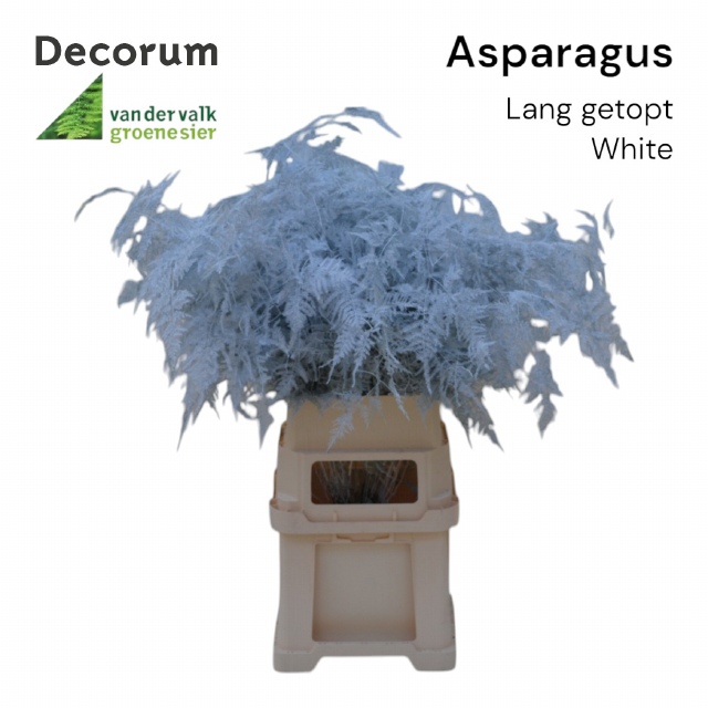 Аспарагус Овериг Крашеный (краш. ) 85, шт.