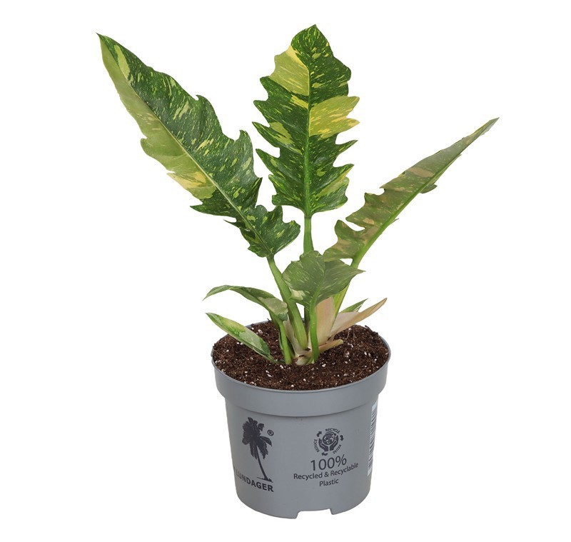 PHILODENDRON-HYBRID 'Ring of Fire', D 10